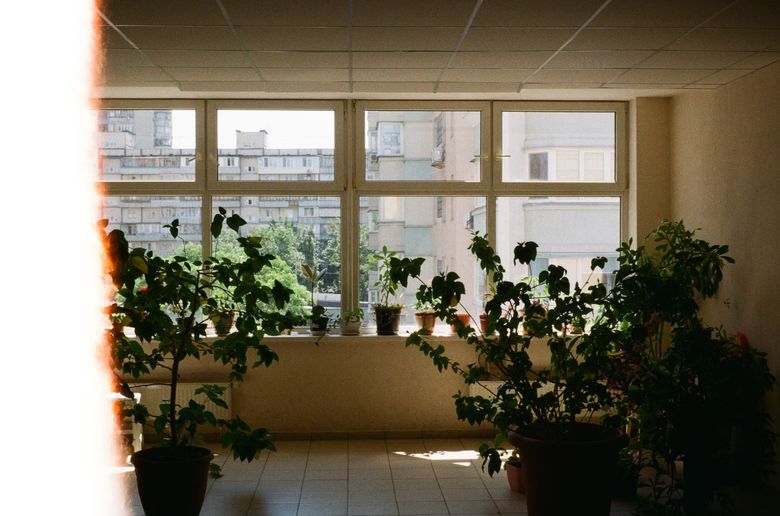 Озеленение: какие растения выживут в квартире и как их интегрировать без вреда